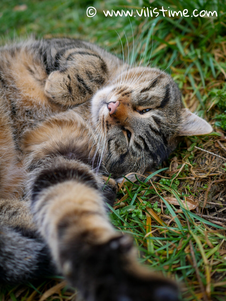 Любимото Тигърче 🥰